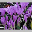 Colchicum Lilac Wonder