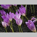 Colchicum bornmuelleri