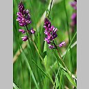 Polygala comosa (krzyżownica czubata)