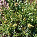 Dichostylis micheliana (dichostylis Michela)