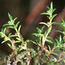 Crassula aquatica (uwroć wodna)