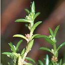 Crassula