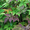 Xanthorhiza simplicissima (żółtnik)