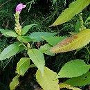 Chelone (żółwik)