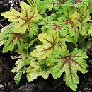 ×Heucherella tiarelloides Alabama Sunrise