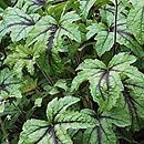 ×Heucherella tiarelloides Kimono