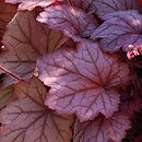 Heuchera Georgia Peach