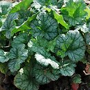 Heuchera Peppermint Ice
