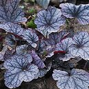 Heuchera Velvet Night