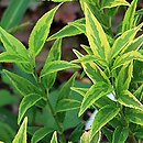 Deutzia gracilis Variegata