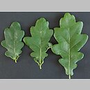 Quercus robur (dąb szypułkowy)