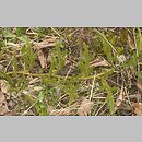 Lycopodium clavatum (widłak goździsty)