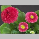 Bellis perennis (stokrotka pospolita)