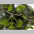 Ginkgo biloba (miłorząb dwuklapowy)