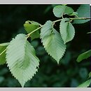 Ulmus laevis