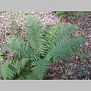 Dryopteris filix-mas (nerecznica samcza)