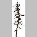 Taraxacum officinale coll. (mniszek lekarski (coll.))