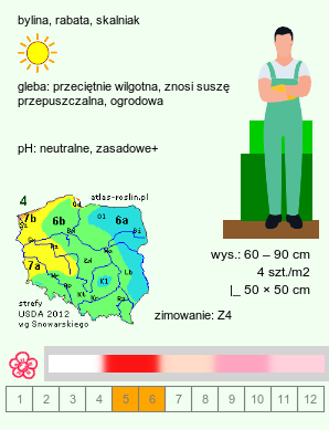 wymagania uprawowe Papaver orientale (mak wschodni (ogr.))