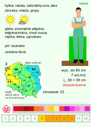 wymagania uprawowe Achillea millefolium (hort.) (krwawnik pospolity (ogr.))