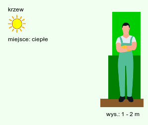 wymagania uprawowe Jasminum fruticans (jaśmin krzewiasty)