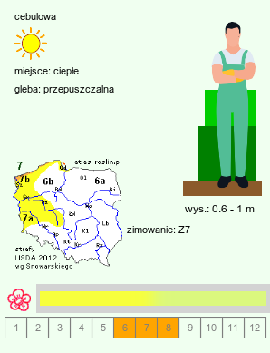 wymagania uprawowe Allium obliquum (czosnek ukośny)