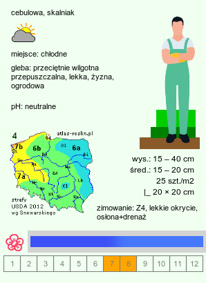 wymagania uprawowe Allium beesianum (czosnek besjański)