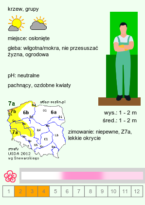 wymagania uprawowe Abeliophyllum distichum (abeliofyllum koreańskie)