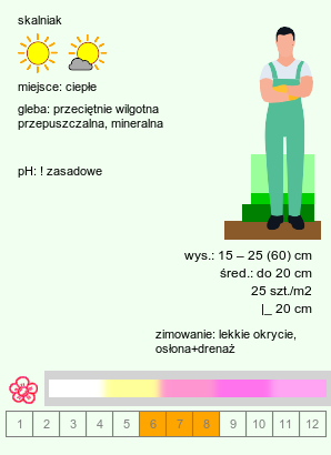 wymagania uprawowe Antirrhinum hispanicum (wyżlin hiszpański)