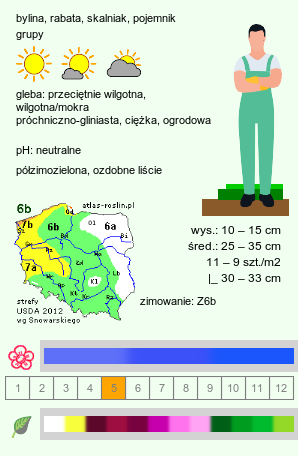 wymagania uprawowe Ajuga tenorei (dąbrówka Tenora)