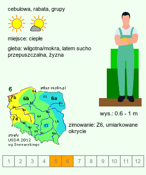 wymagania uprawowe Camassia cusickii (kamasja Cusicka)