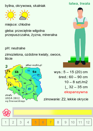 wymagania uprawowe Dryas drummondii (dębik Drummonda)