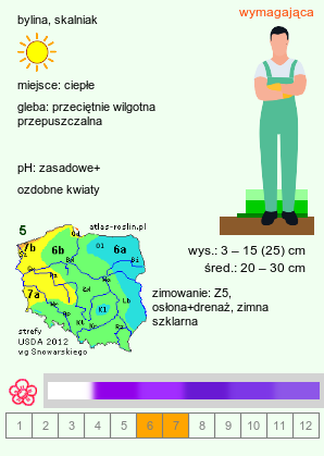 wymagania uprawowe Edraianthus graminifolius (dzwonczyn trawolistny)