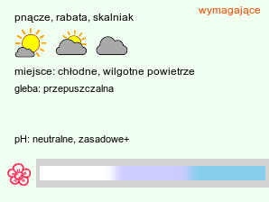 wymagania uprawowe Codonopsis (dzwonkowiec)