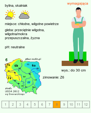 wymagania uprawowe Codonopsis ovata (dzwonkowiec jajowaty)