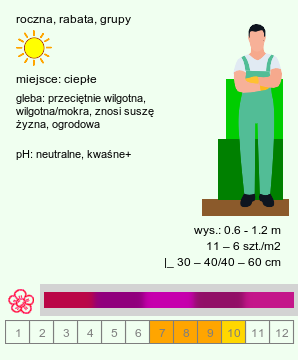 wymagania uprawowe Amaranthus caudatus (szarłat zwisły)