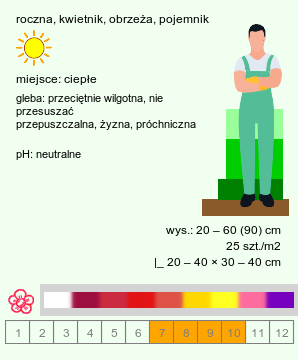 wymagania uprawowe Celosia argentea (celozja srebrzysta)