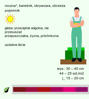 wymagania uprawowe Iresine herbstii (irezyna Herbsta)