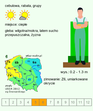 wymagania uprawowe Camassia (kamasja)