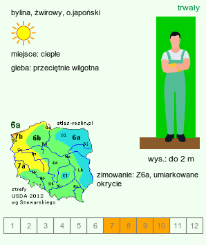 wymagania uprawowe Lespedeza bicolor (lespedeza krzewiasta)