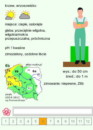 wymagania uprawowe Leucothoe keiskei (kiścień japoński)