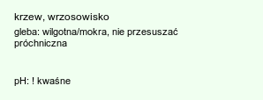 wymagania uprawowe Leucothoe racemosa (kiścień groniasty)