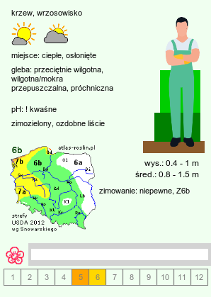 wymagania uprawowe Leucothoe axillaris (kiścień kątowy)