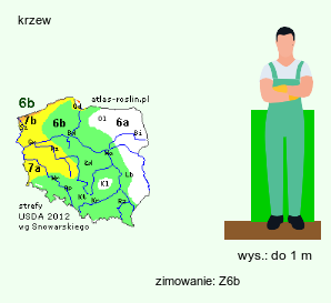 wymagania uprawowe Hypericum ×inodorum (dziurawiec bezwonny)