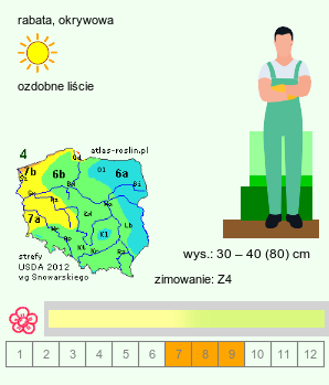 wymagania uprawowe Alchemilla oxysepala (przywrotnik ostrodziałkowy)