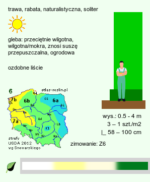 wymagania uprawowe Miscanthus (miskant)