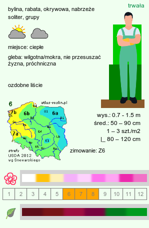 wymagania uprawowe Rodgersia (rodgersia)