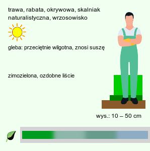 wymagania uprawowe Festuca-ozdobne