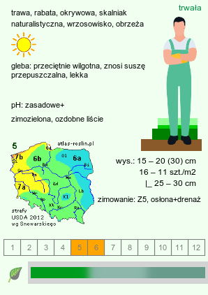 wymagania uprawowe Festuca glauca (kostrzewa sina)