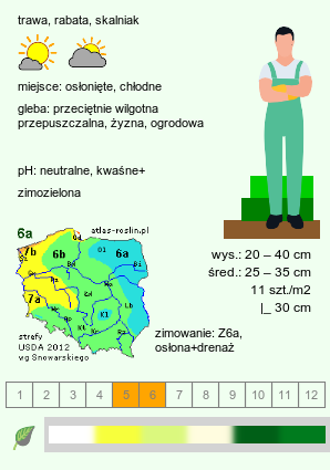 wymagania uprawowe Carex oshimensis (turzyca oszimska)