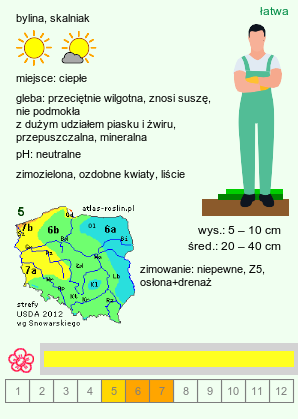 wymagania uprawowe Delosperma congestum (słonecznica zwarta)